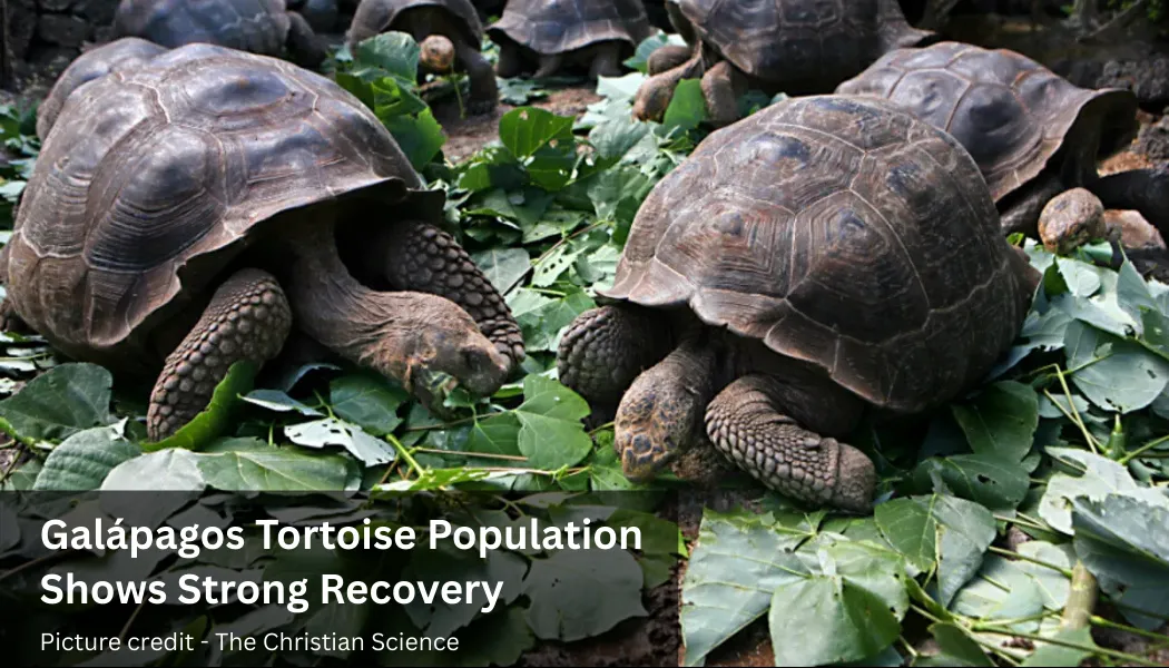Galápagos Tortoise Population Shows Strong Recovery