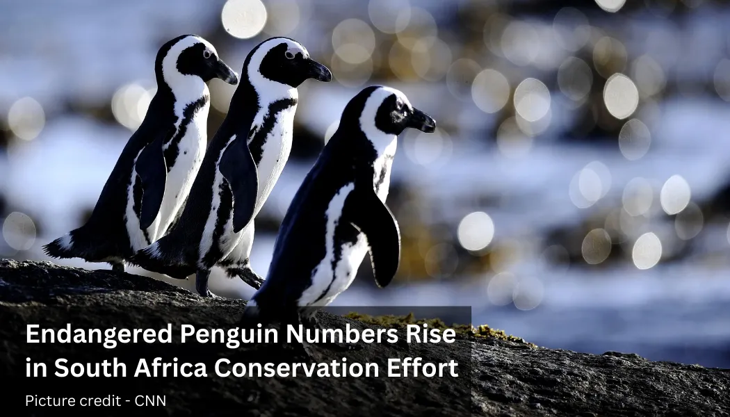 Endangered Penguin Numbers Rise in South Africa Conservation Effort